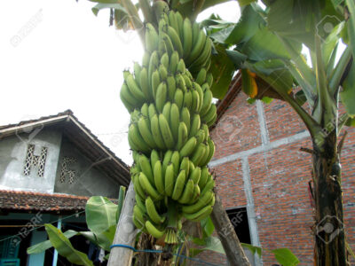 Crisis eléctrica afecta  la producción de plátano en Barahona