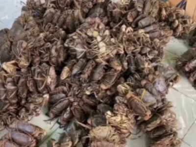 Desmantelan cargamento ilegal de mariscos en Hato Mayor: 396 jaibas y más confiscadas