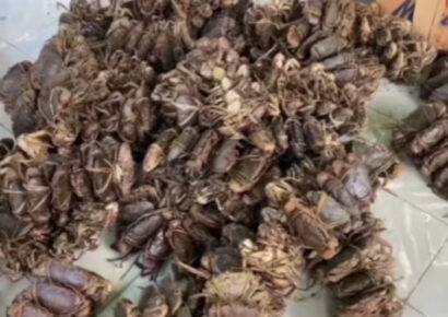 Desmantelan cargamento ilegal de mariscos en Hato Mayor: 396 jaibas y más confiscadas