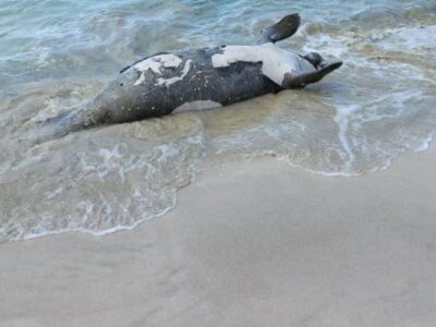 Encuentran manatí muerto en playa de Las Terrenas tras ser impactado en la cabeza