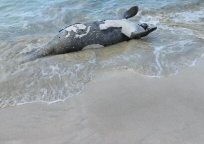 Encuentran manatí muerto en playa de Las Terrenas tras ser impactado en la cabeza