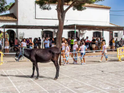 Una singular tradición en España: Gana dinero observando a un burro