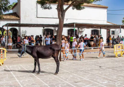 Una singular tradición en España: Gana dinero observando a un burro