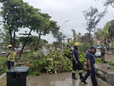 Retiran 40 árboles caídos en el DN tras fuertes lluvias