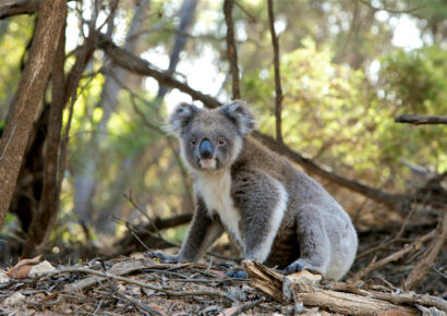 Ajooni, el bebé Koala que representa la lucha por la supervivencia de su especie