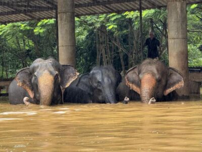 Inundaciones afectan a elefantes y otros animales en Tailandia