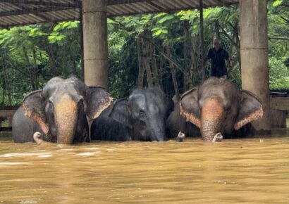 Inundaciones afectan a elefantes y otros animales en Tailandia