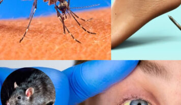 Aumento de muertes por enfermedades infecciosas: Leptospirosis y dengue en el centro de la preocupación