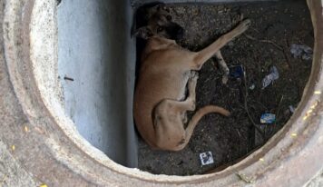 Heroico rescate en Santiago: Bomberos salvan a perro atrapado en alcantarilla