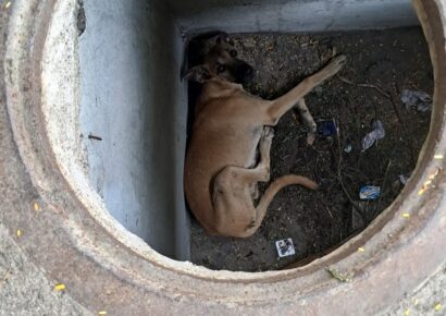 Heroico rescate en Santiago: Bomberos salvan a perro atrapado en alcantarilla