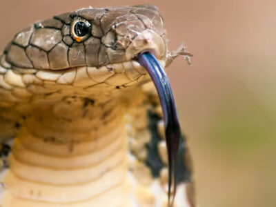 Hallan en la India nueva especie de cobra venenosa que mide más de 3 metros