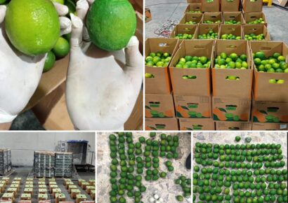 Interceptan 162 limones de cerámica rellenos de cocaína en Aeropuerto Internacional de Las Américas