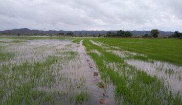 Inundación de 200 tareas de arroz en Valverde por ruptura de muro del canal Mao-Gurabo