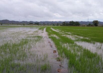 Inundación de 200 tareas de arroz en Valverde por ruptura de muro del canal Mao-Gurabo