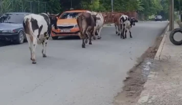 Residentes de Santiago denuncian la presencia de vacas en la vía pública, causando accidentes de tránsito