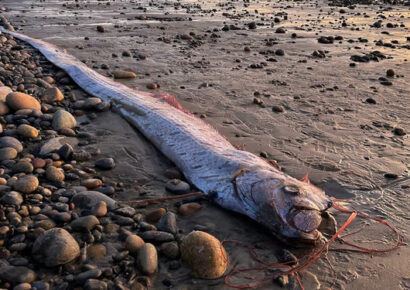 El ‘Pez del Juicio Final’ aparece de nuevo en las costas de San Diego