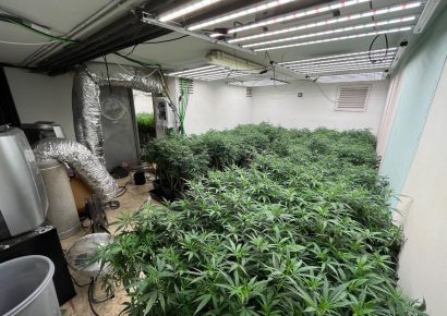 Policía de San Bernardino incauta 45 toneladas de Marihuana en propiedad abandonada