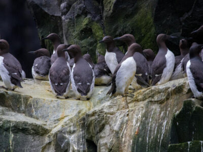 Ola de calor mata millones de aves marinas en Alaska