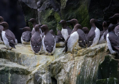 Ola de calor mata millones de aves marinas en Alaska