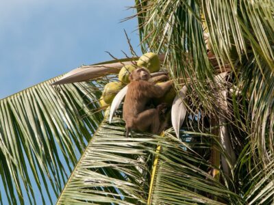 PETA denuncia abusos en escuelas de entrenamiento de Monos para la recolección de cocos en tailandia