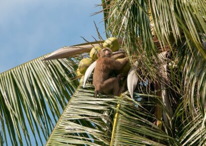 PETA denuncia abusos en escuelas de entrenamiento de Monos para la recolección de cocos en tailandia