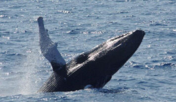 Bahía de Samaná se Prepara para la Temporada de Avistamiento de Ballenas Jorobadas 2025