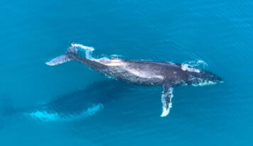 Inicia oficialmente la Temporada de Observación de Ballenas Jorobadas 2025 en Samaná