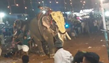 Al menos 23 heridos tras embestida de un elefante durante un festival en el sur de la India