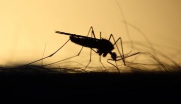 RD reporta una reducción del 65.54 % en casos de dengue durante 2024