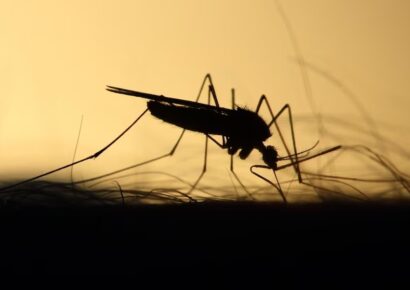 RD reporta una reducción del 65.54 % en casos de dengue durante 2024