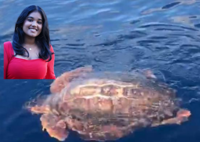 Drones confunden tortuga con posible cuerpo en búsqueda de turista desaparecida