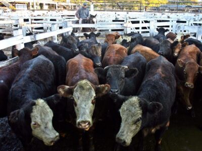 EE.UU. autoriza exportación de carne bovina desde RD tras más de 20 años de exclusión