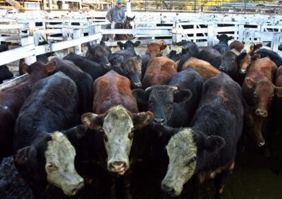 EE.UU. autoriza exportación de carne bovina desde RD tras más de 20 años de exclusión