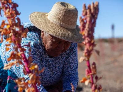 Bolivia, cuna de la quinua real: el superalimento que crece en el desierto de sal