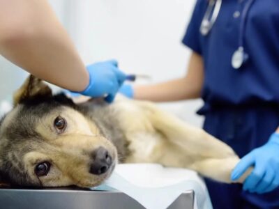 La Atención Veterinaria y la Resistencia a los Antibióticos: Una Amenaza en Crecimiento