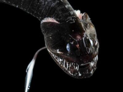 Secretos de las profundidades: peces que brillan en la oscuridad