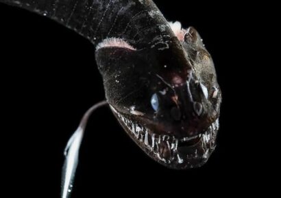 Secretos de las profundidades: peces que brillan en la oscuridad