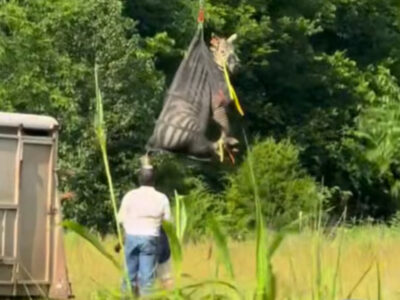 Así atraparon a Ed, la cebra fugitiva que paralizó Tennessee