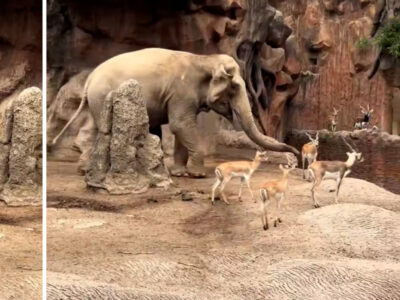 Increíble rescate: un elefante salva a una cría de gacela de morir ahogada