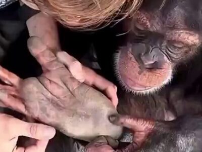 Sorprendente: Chimpancé rescatado pide ayuda a su humano con ternura única