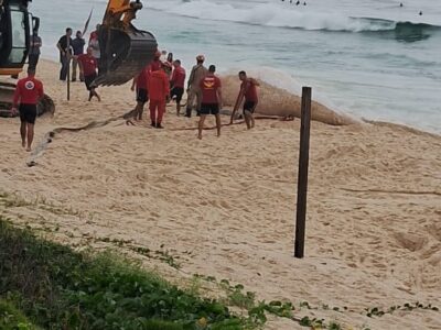 Encuentran ballena muerta en la costa de Río de Janeiro