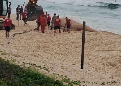 Encuentran ballena muerta en la costa de Río de Janeiro