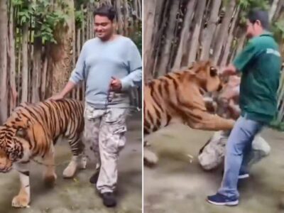 Turista es atacado por un tigre al intentar una selfie en parque temático de Tailandia