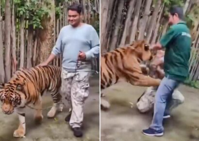 Turista es atacado por un tigre al intentar una selfie en parque temático de Tailandia