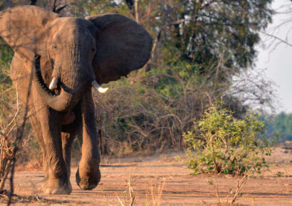 Tragedia en Zambia: Elefante ataca y mata a dos turistas durante safari a pie en Parque Nacional South Luangwa