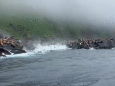 Leones marinos huyen al mar tras potente terremoto en la península rusa de Kamchatka
