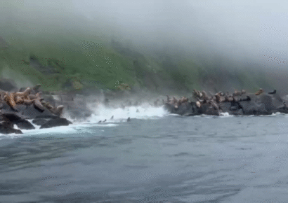 Leones marinos huyen al mar tras potente terremoto en la península rusa de Kamchatka