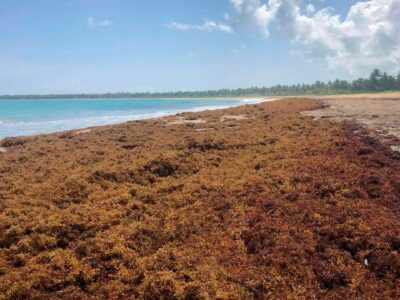 RD lanza plan ambiental ante presencia de sargazo
