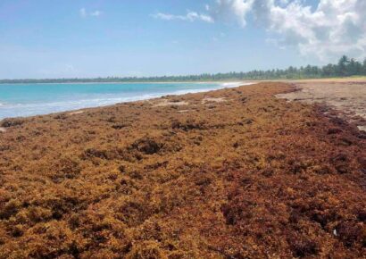 RD lanza plan ambiental ante presencia de sargazo