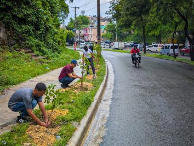 Alcaldía del DN planta 140 árboles en la avenida Paseo de los Reyes Católicos